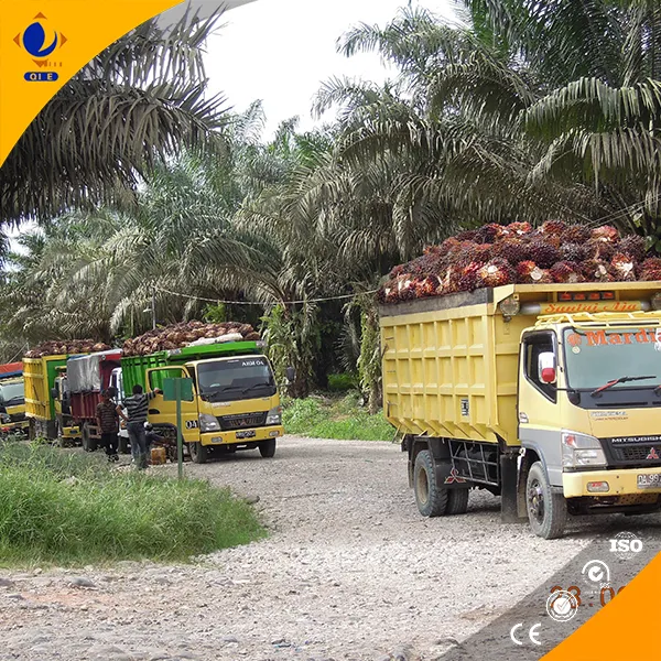 全自动榨油机：高效榨油